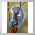 Koala posters
