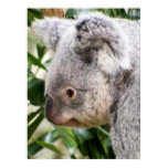 Animal Posters
