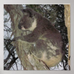 Koala Posters