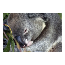 Koala posters