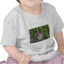 Koala Shirts