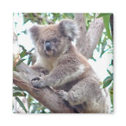 Koala Square Magnet magnet