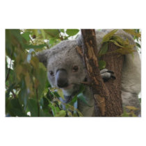 Koala Stationery