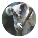 Koala Sticker Koala Sticker