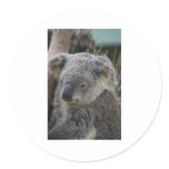 Koala Round Stickers