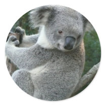 Koala stickers