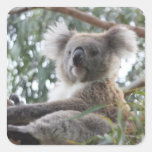 koala,koala bear,marsupial,koalas,koala bears,australia,australian koala bear,bear,bears,australian,aussie,mammal,animal,wildlife,wild life,wild animal,animals,koala photo,koala picture,australian koala,cute koala,love koalas