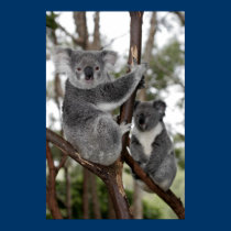 Koalas in the trees posters by lesleyworld Koalas in the trees posters