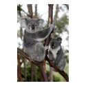 Koalas in the trees posters by lesleyworld Koalas in the trees posters
