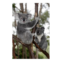 Koalas in the trees posters by lesleyworld Koalas in the trees posters