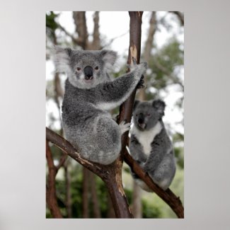 Koalas in the trees print