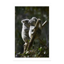 Koalas posters