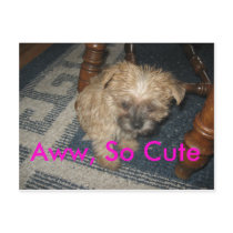 kodi, Aww, So Cute postcards by disneyroxsme kodi, Aww, So Cute postcards