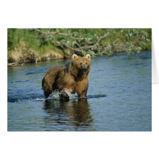 Kodiak Bear Card