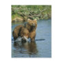 Kodiak Bear Postcards