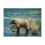 Kodiak brown bear, Alaska Postcard