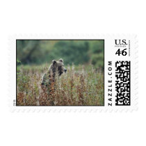 Kodiak brown bear postage stamps