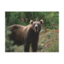Kodiak Brown Bear Postcards