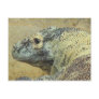 Kodo Dragon Post Card