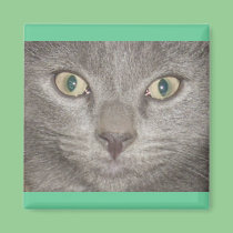 Kohl Grey Kitty Face magnets