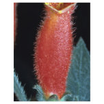 Kohleria Full Color Flyer