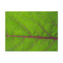 Kohlrabi Leaf ~ postcard