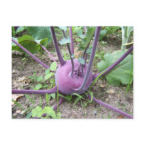 Kohlrabi ~ postcard by Andy2302 Kohlrabi ~ postcard