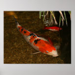 Koi (1).jpg posters