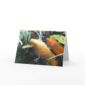 Koi Buddies Card card