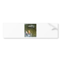 Koi By Bernadette Sebastiani bumper stickers