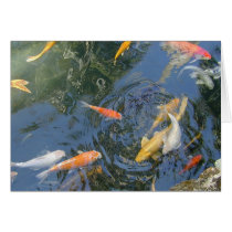 Koi cards