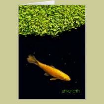 KOI Card cards