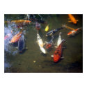 Koi Carp Poster posters