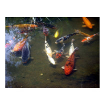 Koi Carp Poster posters