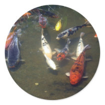 Koi Carp Sticker