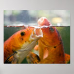 Koi carps posters