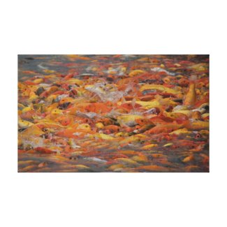 Koi feeding frenzy canvas. gallery wrapped canvas