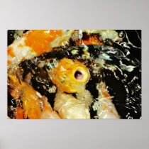 Koi Fish (3) Poster