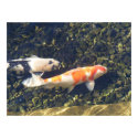 Koi Fish Drift Along Through Shadows And Light posters
