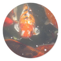 Koi Fish glide among the still green waters stickers by all_creatures Koi Fish glide among the still green waters stickers