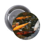 Koi Fish In Pond Photograph Pinback Buttons