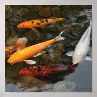 Koi Fish In Pond Photograph Print