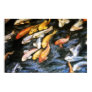 Koi Fish Painting Poster Art Print