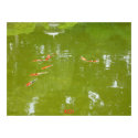 Koi Fish Poster posters