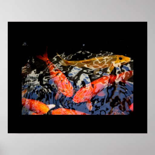 Koi Fish Poster | Zazzle