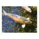 Koi Fish Swims Through Sunlight  Water posters