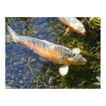 Koi Fish Swims Through Sunlight  Water posters