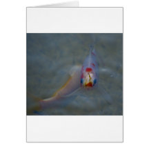 Koi Greeting Card