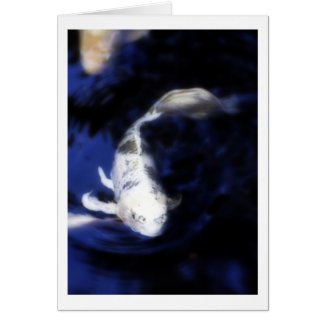 Koi in Hawaii - 6 card