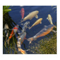 Koi in Shadow posters